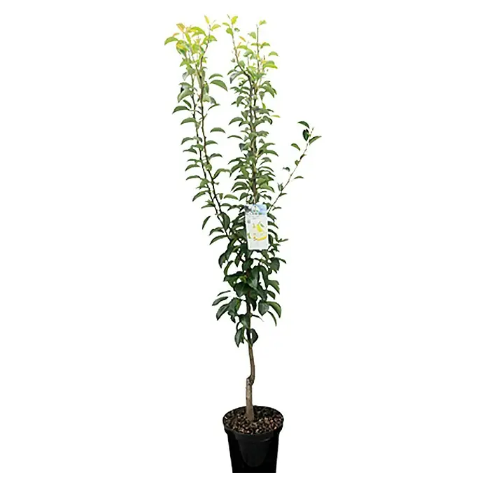 Piardino Pflanzen-Mix - Malus, Pyrus, Prunus, Topfgröße: 23 cm - Vorderansicht