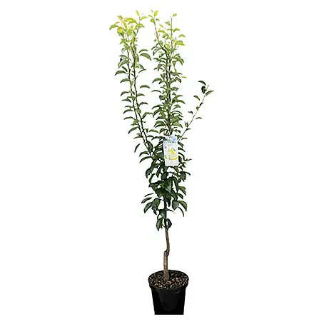 Piardino  Birnenbaum