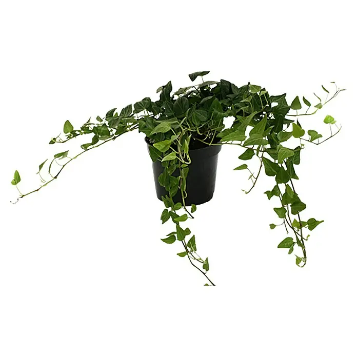 Piardino Efeu - Hedera helix, Topfgröße: 15 cm - Vorderansicht