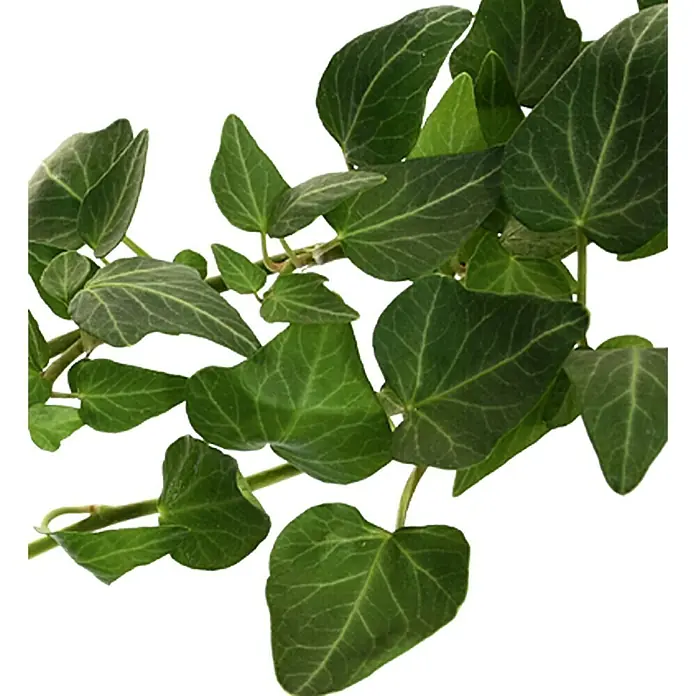 Piardino Efeu - Hedera helix, Topfgröße: 15 cm - Detailaufnahme