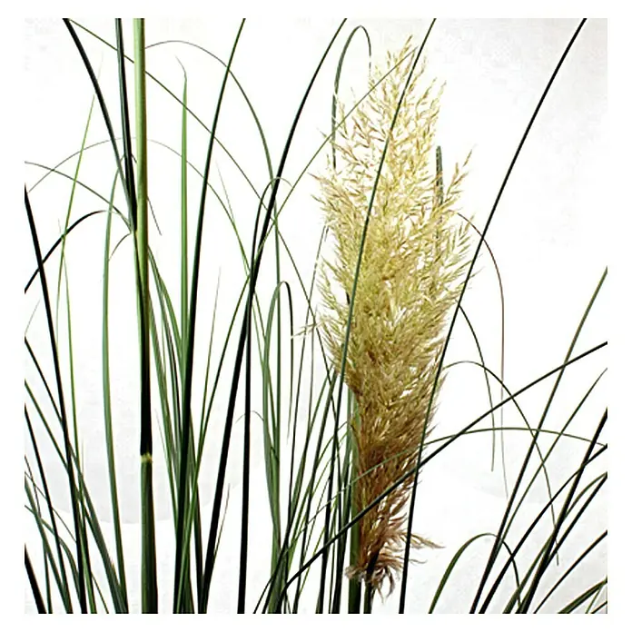 Piardino Pampasgras - Cortaderia seloana, Topfvolumen: 10 l, Grau/Grün - Detailaufnahme