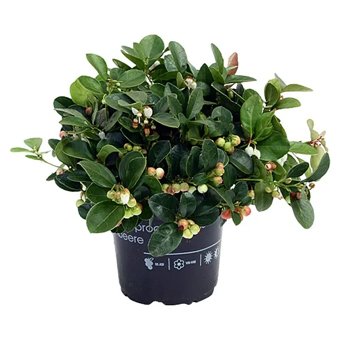 Piardino Rote Teppichbeere - Gaultheria procumbens, Topfgröße: 12 cm, Hellrosa - Vorderansicht