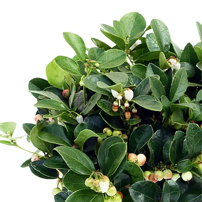 Piardino Rote Teppichbeere - Gaultheria procumbens, Topfgröße: 12 cm, Hellrosa - Detailaufnahme