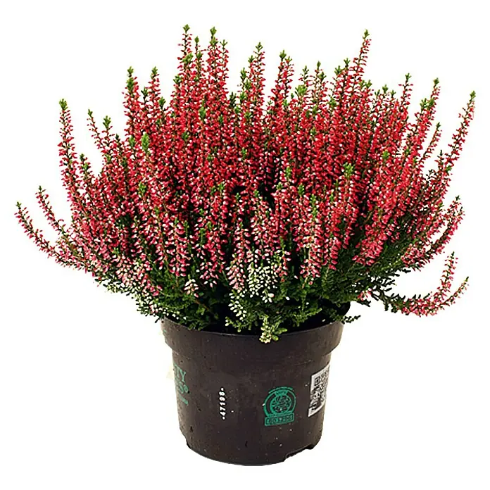 Brecina - Calluna vulgaris Beauty Ladies Long Life, Tamaño de maceta: 13 cm, Rojo - Vista frontal
