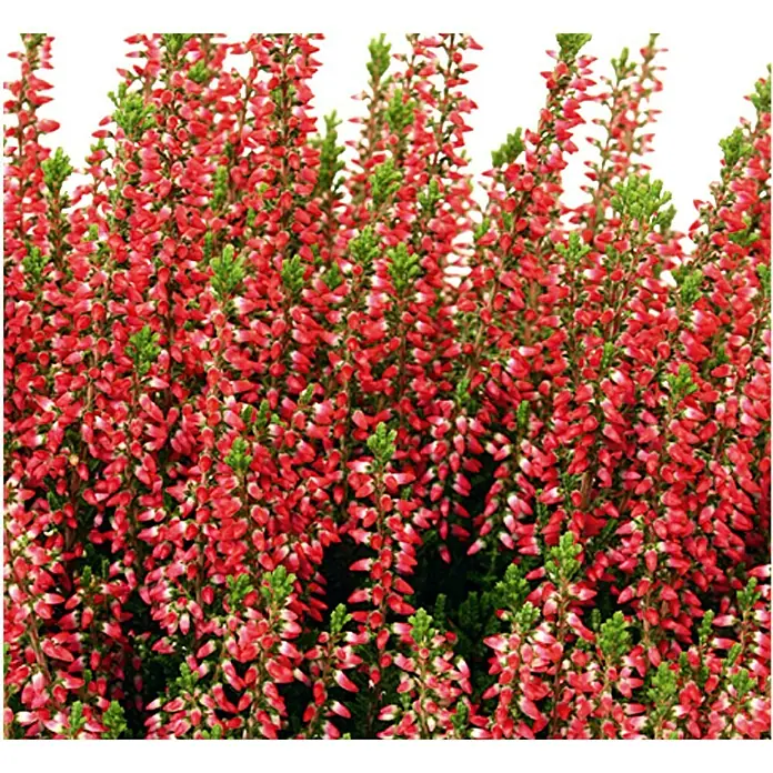 Brecina - Calluna vulgaris Beauty Ladies Long Life, Tamaño de maceta: 13 cm, Rojo - Primer plano