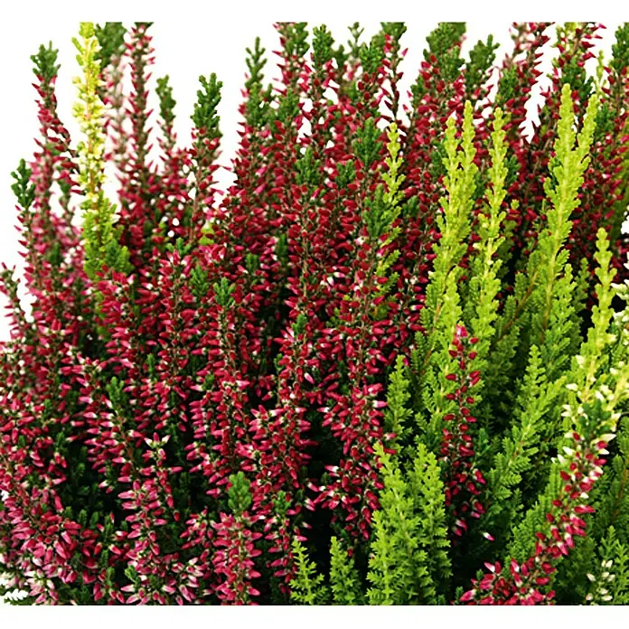 Brecina - Calluna vulgaris Beauty Sisters Long Life, Tamaño de maceta: 13 cm, Multicolor - Primer plano