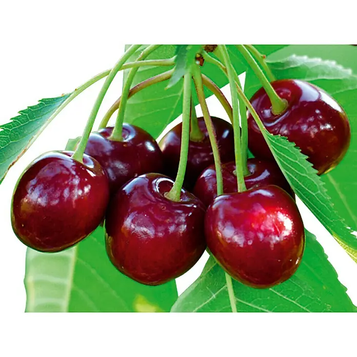 Piardino Vogelkirsche - Prunus avium - Detailaufnahme