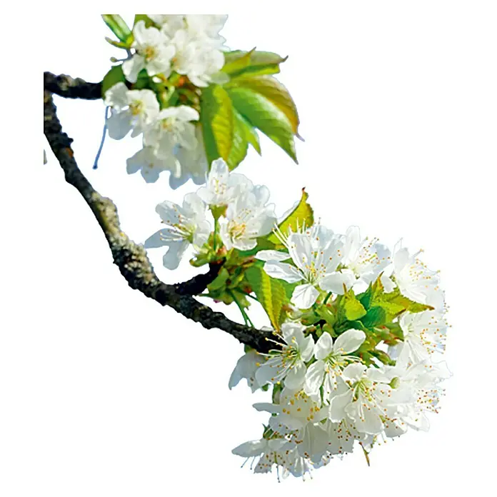Piardino Vogelkirsche - Prunus avium - Detailaufnahme