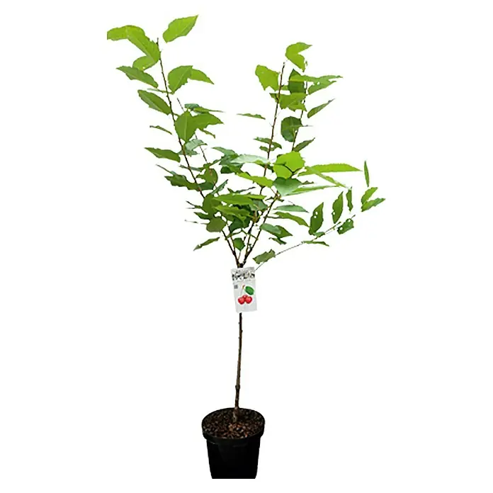 Piardino Pflanzen-Mix - Malus, Pyrus, Prunus, Topfgröße: 23 cm - Vorderansicht