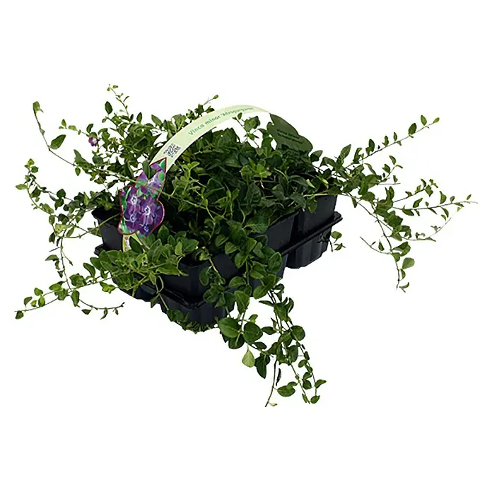 Piardino Kleinblättriges Immergrün - Vinca minor, Topfgröße: 9 cm, Violett - Vorderansicht