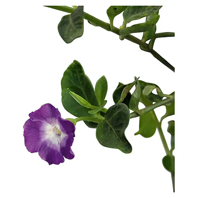 Piardino Kleinblättriges Immergrün - Vinca minor, Topfgröße: 9 cm, Violett - Detailaufnahme