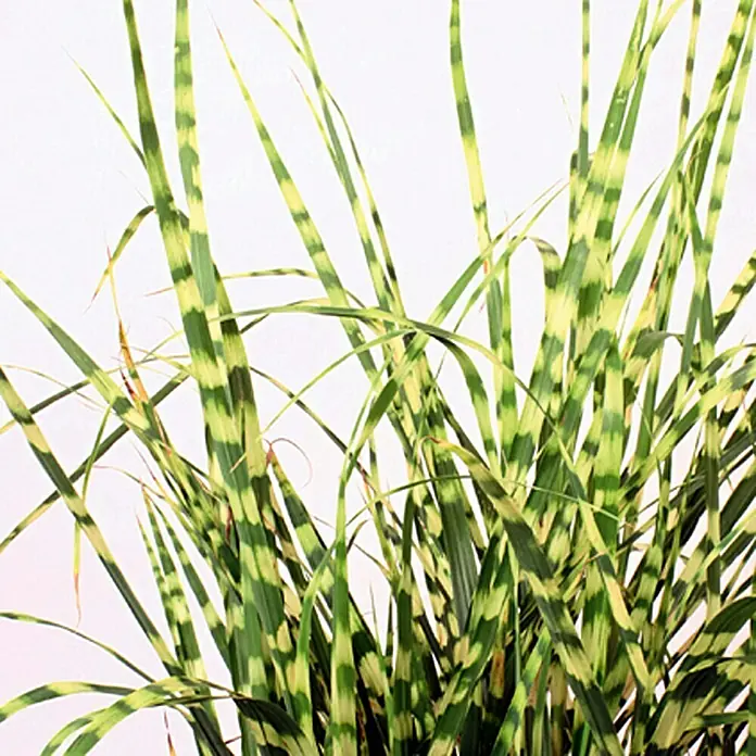 Piardino Garten-Zebraschilf - Miscanthus sinensis strictus, Topfvolumen: 3 l, Gelb/Grün - Detailaufnahme