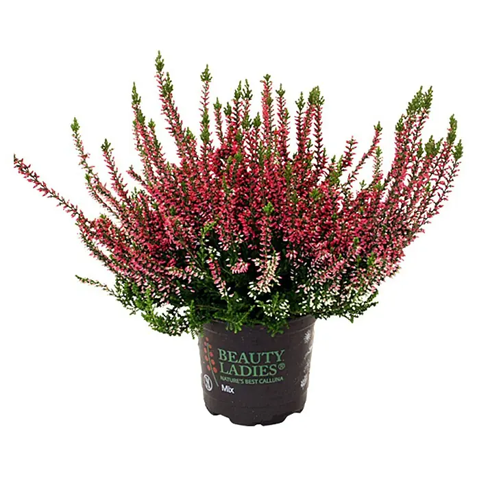 Besenheide - Calluna vulgaris Beauty Ladies, Gemischt - Vorderansicht