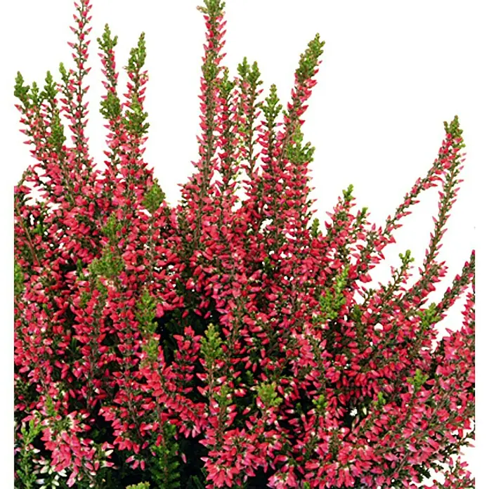 Besenheide - Calluna vulgaris Beauty Ladies, Gemischt - Detailaufnahme