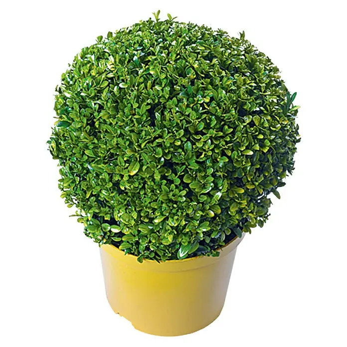 Piardino Buchsbaum - Buxus sempervirens, Topfvolumen: 15 l