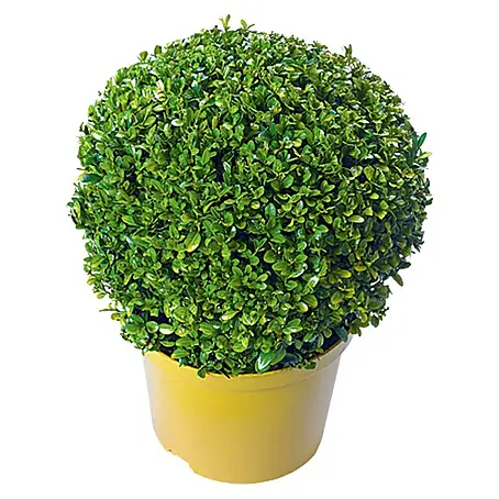 Piardino  Buchsbaum