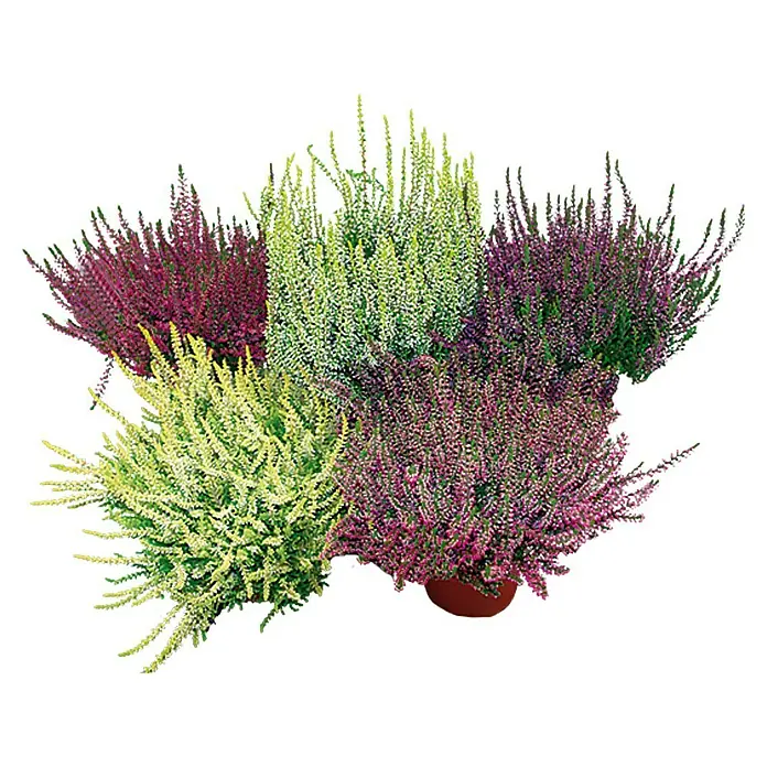 Brecina - Calluna vulgaris Beauty Ladies Long Life, Tamaño de maceta: 13 cm, Multicolor