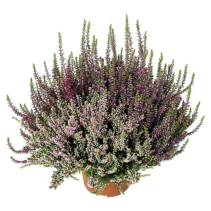 Besenheide - Calluna vulgaris Beauty Ladies Trio, Topfgröße: 11 cm, 3-farbig