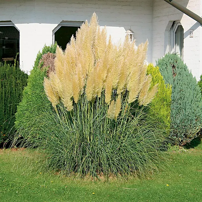 Piardino Pampasgras - Cortaderia seloana, Topfvolumen: 10 l, Grau/Grün