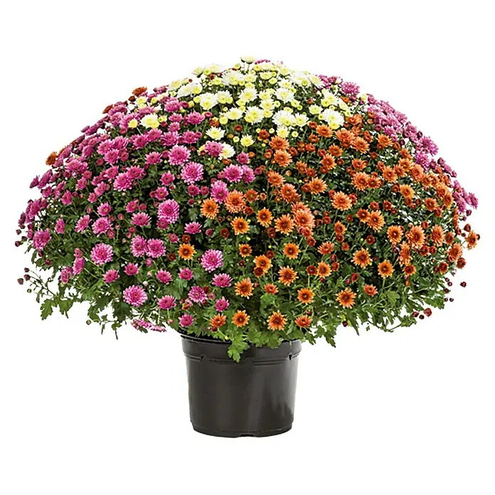 Piardino Herbst-Chrysantheme - Chrysanthemun XL Trio, Topfgröße: 33 cm, Mehrfarbig