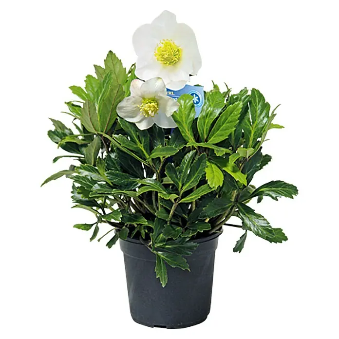 Piardino Christrose - Helleborus niger Helada, Topfgröße: 14 cm, Weiß