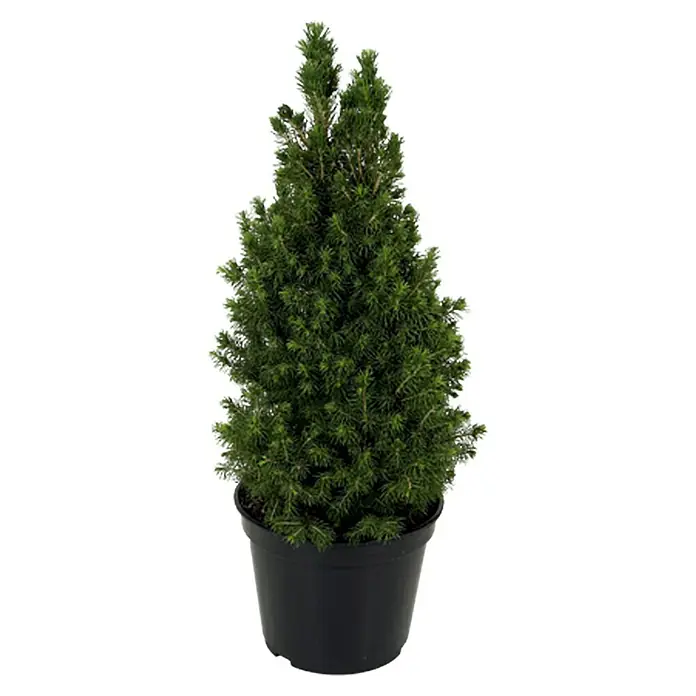 Piardino Picea glauca Conica kerstboom - Picea glauca Conica, Potmaat: 8 l