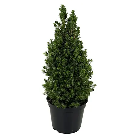 Piardino  Picea glauca Conica kerstboom