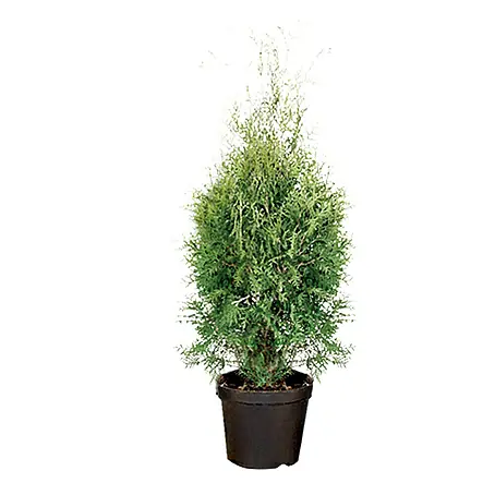 Piardino  Lebensbaum