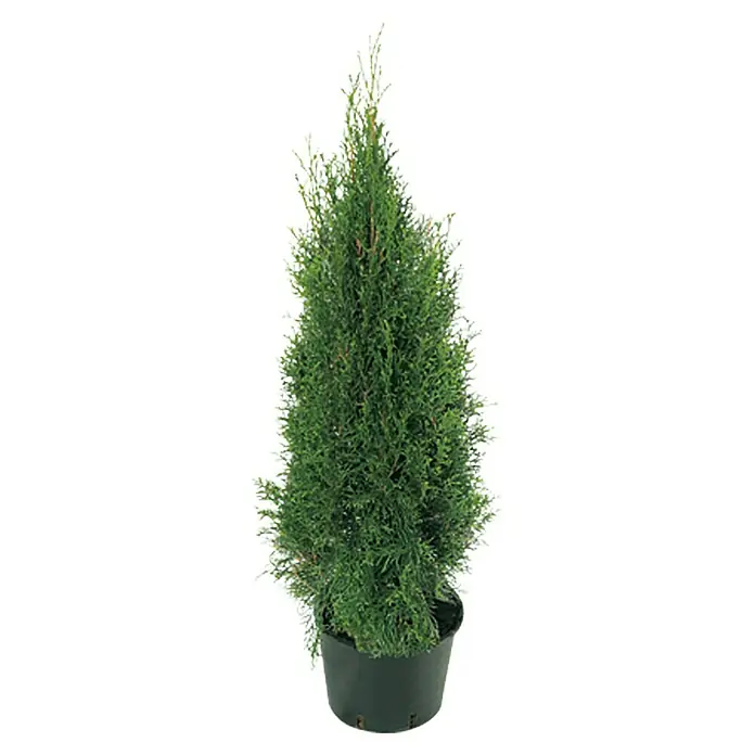 Piardino Lebensbaum - Thuja occidentalis 'Smaragd', Aktuelle Wuchshöhe: 120 cm, 12 l