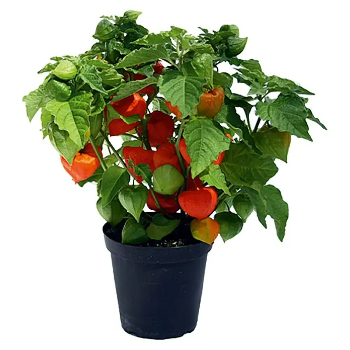Piardino Lampionblume - Physalis alkekengi, Topfgröße: 13 cm, Orange - Vorderansicht