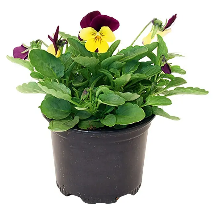 Piardino Hornveilchen - Viola cornuta, Sortenabhängig - Vorderansicht