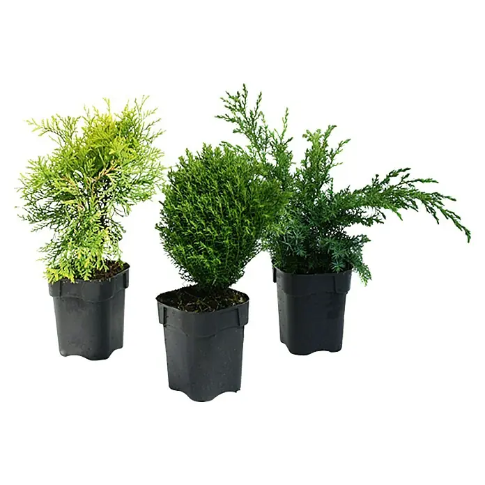 Piardino Koniferen-Mix - Chamaecyparis, Juniperus, Thuja, Topfgröße: 9 cm - Vorderansicht