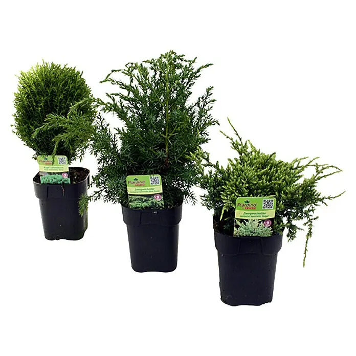 Piardino Koniferen-Mix - Chamaecyparis, Juniperus, Thuja, Topfgröße: 13 cm - Vorderansicht
