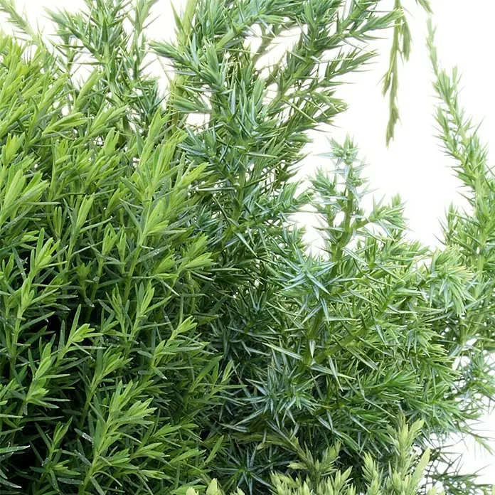 Piardino Koniferen-Mix - Chamaecyparis, Juniperus, Thuja, Topfgröße: 13 cm - Detailaufnahme