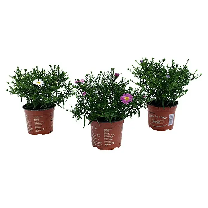 Piardino Kissen-Aster - Aster dumosus, Topfgröße: 11 cm, Sortenabhängig - Vorderansicht