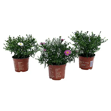 Piardino  Kissen-Aster