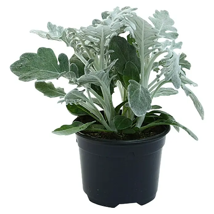 Piardino Silberblatt - Senecio bicolor, Topfgröße: 9 cm - Vorderansicht