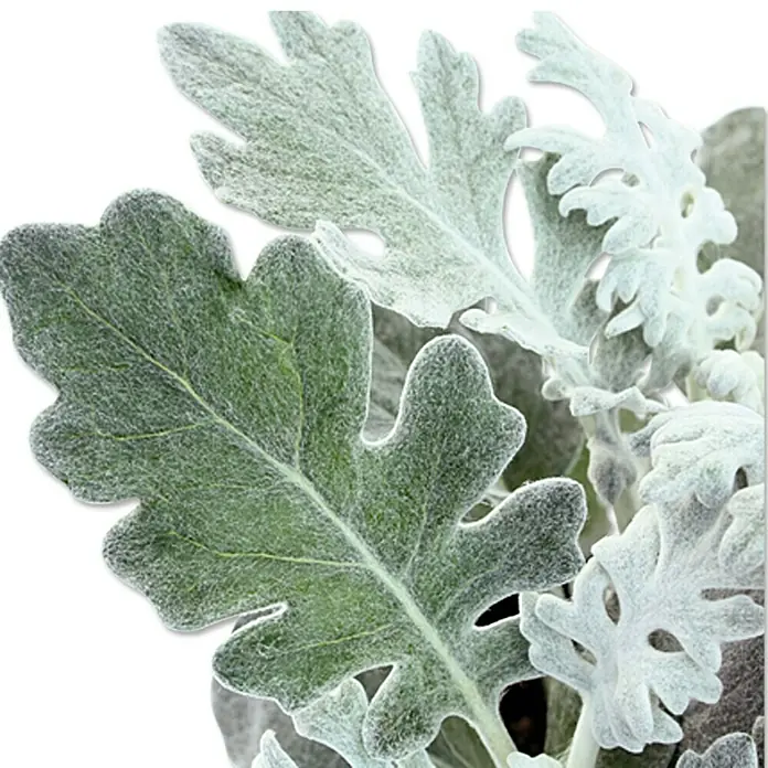 Piardino Silberblatt - Senecio bicolor, Topfgröße: 9 cm - Detailaufnahme