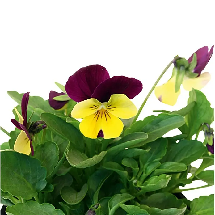 Piardino Hornveilchen - Viola cornuta, Sortenabhängig - Detailaufnahme