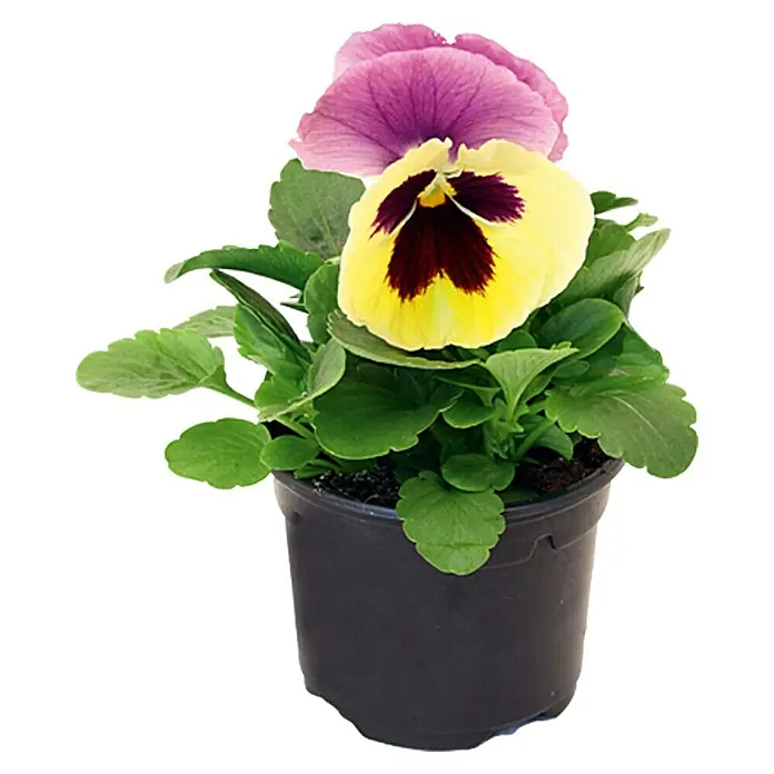 Piardino Garten-Stiefmütterchen - Viola F1, Sortenabhängig - Vorderansicht