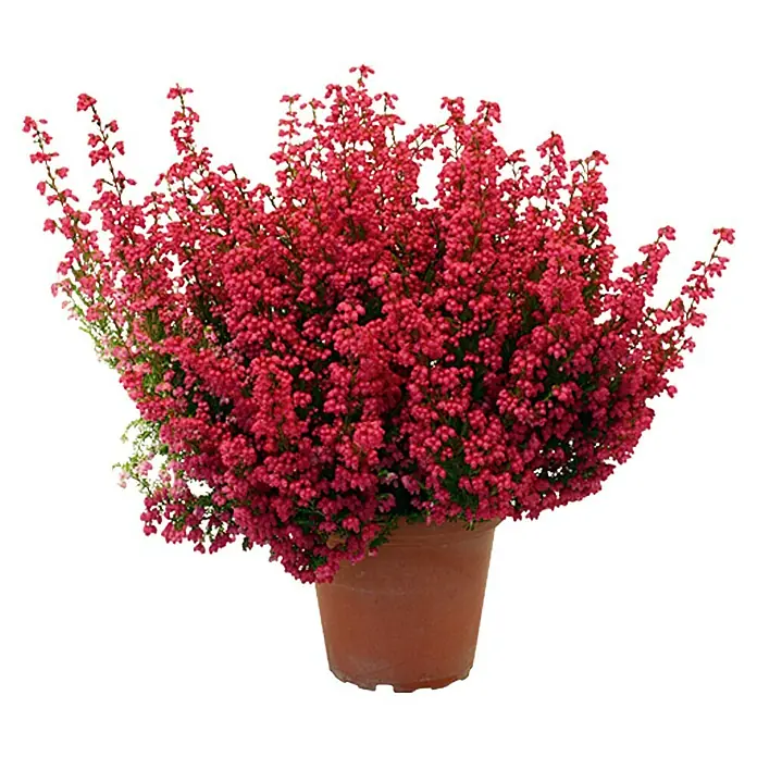 Piardino Glockenheide - Erica gracilis, Topfgröße: 11 cm, Rot - Vorderansicht