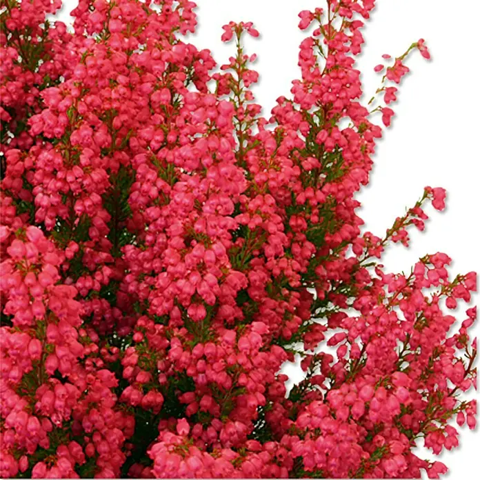 Piardino Glockenheide - Erica gracilis, Topfgröße: 11 cm, Rot - Detailaufnahme