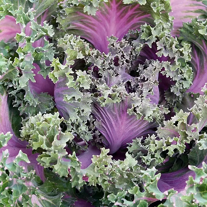 Piardino Zierkohl - Brassica, Topfgröße: 12 cm, Bunt - Detailaufnahme