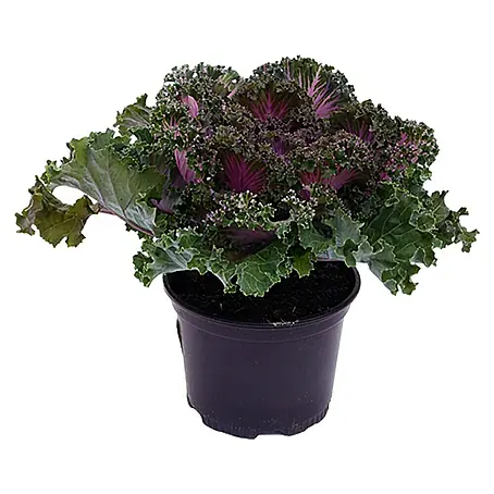 Piardino  Col ornamental