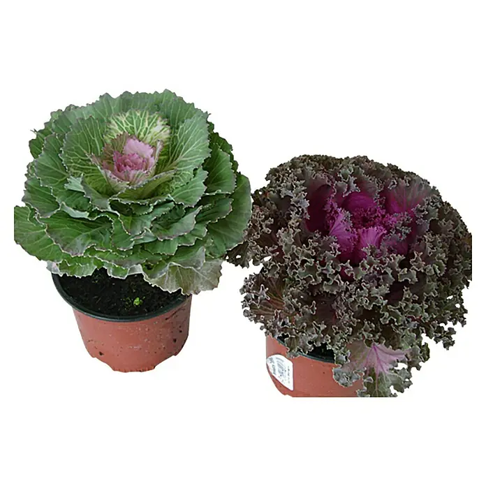 Piardino Zierkohl - Brassica, Topfgröße: 12 cm, Bunt - Ansicht von oben