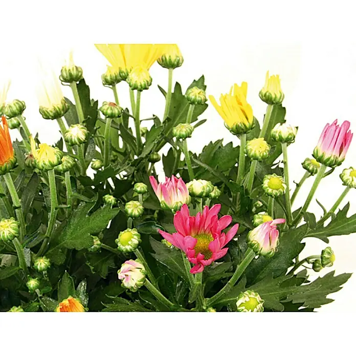Piardino Crisantemo - Chrysanthemum indicum Hybride, Tamaño de maceta: 14 cm, En función de la variedad - Primer plano