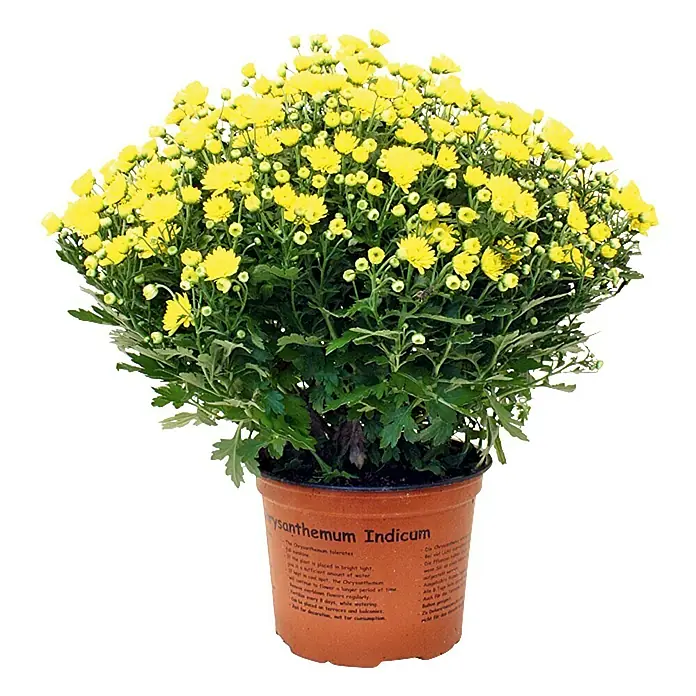Piardino Crisantemo - Chrysanthemum indicum Hybride, Tamaño de maceta: 17 cm, En función de la variedad - Vista frontal