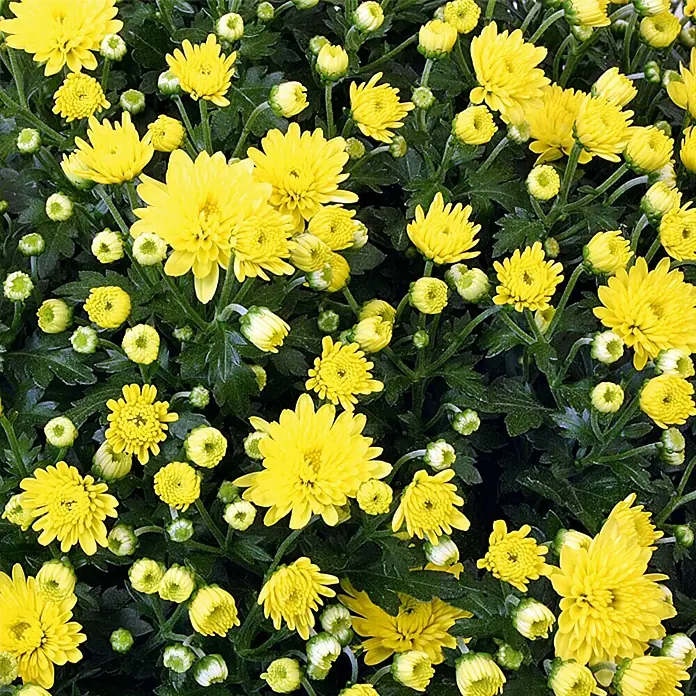 Piardino Crisantemo - Chrysanthemum indicum Hybride, Tamaño de maceta: 17 cm, En función de la variedad - Primer plano