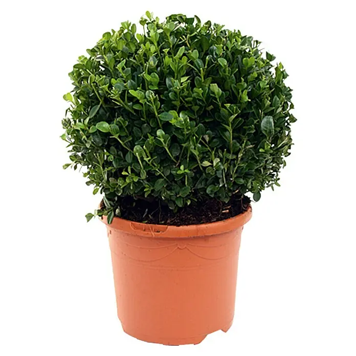 Piardino Buchsbaum - Buxus sempervirens - Vorderansicht