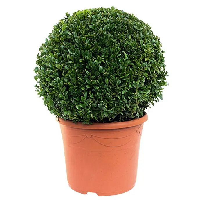 Piardino Buchsbaum - Buxus sempervirens - Vorderansicht